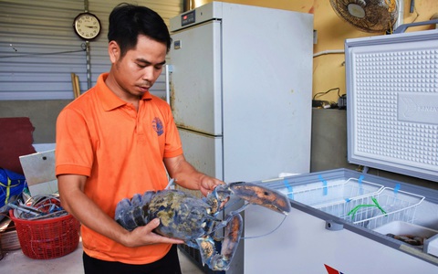 Tôm hùm xanh ngọc bích ở Viện Hải dương học lột vỏ trước mắt du khách