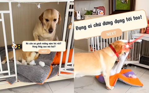 Chú chó thù dai dằn mặt đồng bọn siêu hài hước