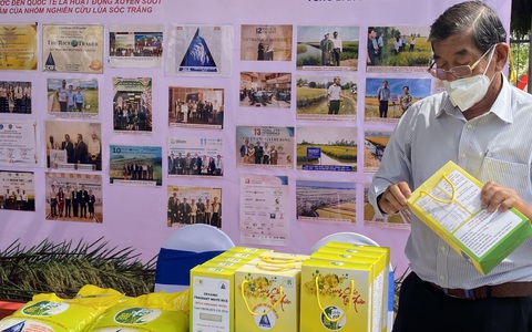 Giống lúa thơm ST25 được lưu hành tại các tỉnh Tây Nguyên