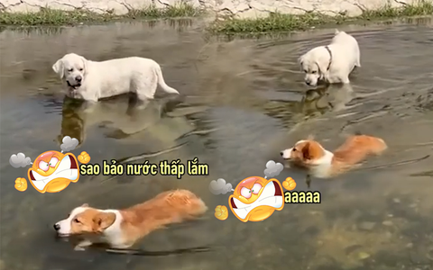 Chú chó corgi nổi cáu vì đồng bọn trêu chọc chiều cao
