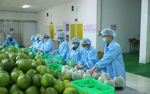 Sầu riêng sẽ dẫn dắt rau quả cán đích xuất khẩu 4 tỉ USD?