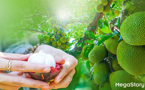Mê mẩn những vườn trái cây trĩu quả dưới chân đèo Sông Pha