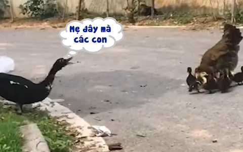 Đàn vịt con nhận nhầm gà là mẹ