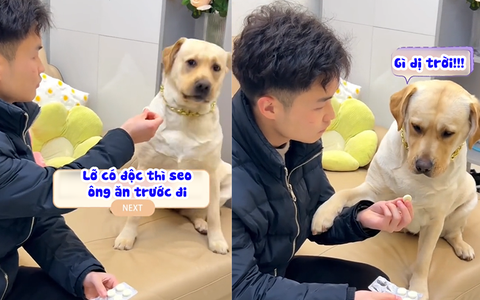 Chú chó đòi đi bệnh viện cấp cứu vì bị chủ lừa uống thuốc