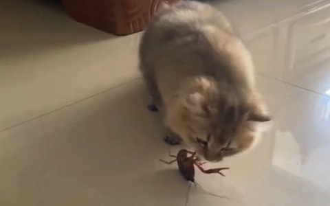 Khoảnh khắc cười nội thương với những chú mèo nghịch ngợm