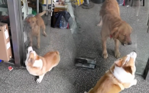 Hai chú chó hổ báo, đấu võ mồm sau tấm cửa kính