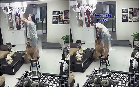 Chú chó hiểu chuyện, biết giữ ghế cho cô chủ lau đèn trần