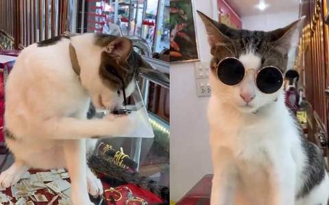 Chú mèo tự đeo kính râm siêu ngầu