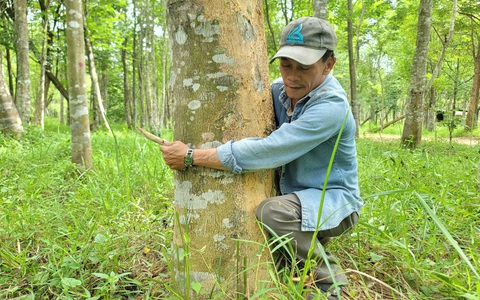 Dân không giao mặt bằng làm cao tốc vì đền bù cây dó bầu bằng bạch đàn, dầu rái