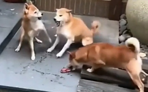 Chú chó tranh thủ cướp cục xương khi đồng bọn đánh nhau