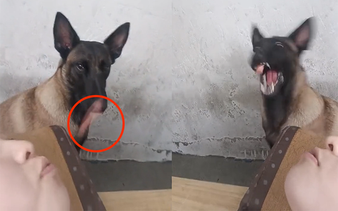 Chú chó đớp mồi bách phát bách trúng