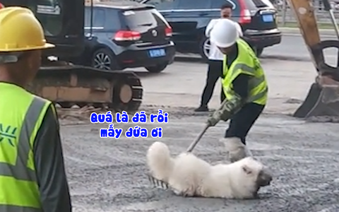 Cô chủ bất lực với hai chú cún nghịch ngợm