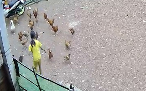 Gà mái xây xẩm mặt mày với pha vung gậy của bé gái