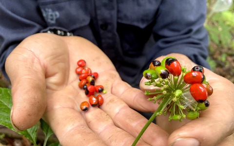 Chủ tịch huyện 'bóc phốt' bán sâm Ngọc Linh giá rẻ trên mạng
