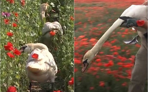 Đám thiên nga ngày càng bê tha khi nghiện... hoa anh túc