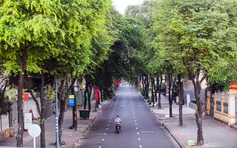 Giữ từng cây xanh ở thành phố