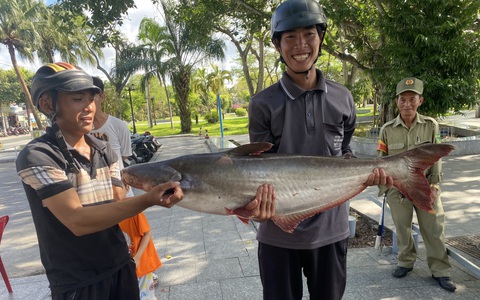 Đã mắt mẻ lưới kéo lên hàng tấn cá từ Giếng nước Mỹ Tho