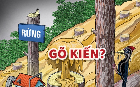 Phát hiện một loài chim gõ kiến khủng