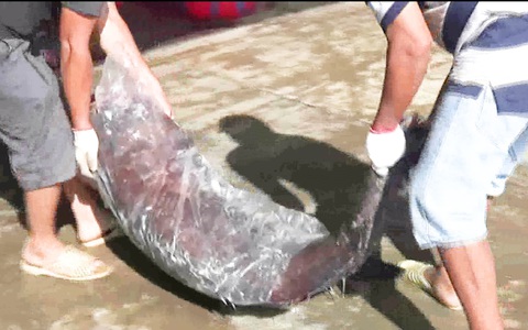 Ngư dân Khánh Hòa trúng luồng cá mú đen, cá cờ biển 'khủng'