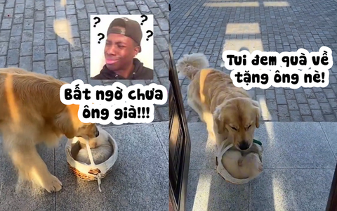 Ông chủ hoảng hồn với 'món quà' của chú chó đi chơi 3 tháng mới về