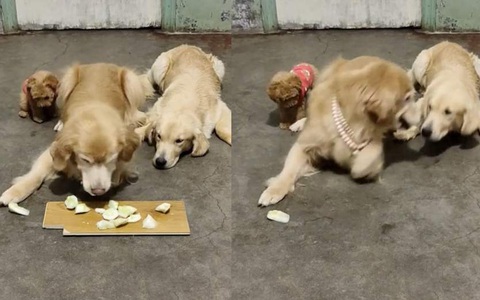 Golden trộm đồ ăn rồi chia cho đồng bọn