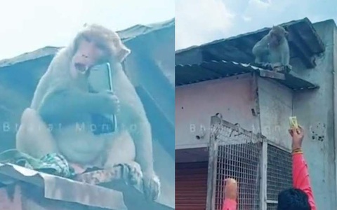Người đàn ông dùng tuyệt chiêu dụ khỉ để lấy lại điện thoại