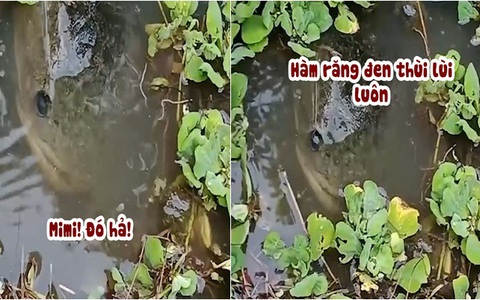 Cô gái gọi pet cưng cá lóc dưới ao lên ăn sáng