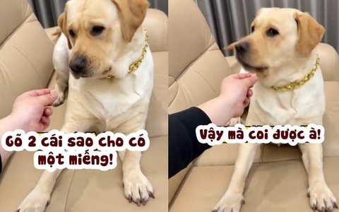 Chú chó nổi quạu khi sen chơi xấu