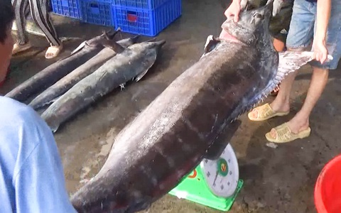 Ngư dân Khánh Hòa trúng mẻ cá cờ 'khủng', mỗi con từ 50-90kg