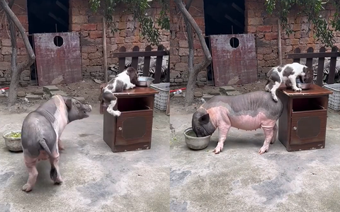 Chú heo lấy thân đỡ bạn chó siêu đáng yêu