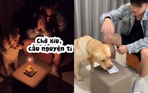 Chú chó tranh thủ cơ hội ăn mất bánh kem của ông chủ