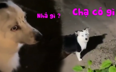 Chú chó nghịch ngợm bị cô chủ bắt bài nhanh chóng