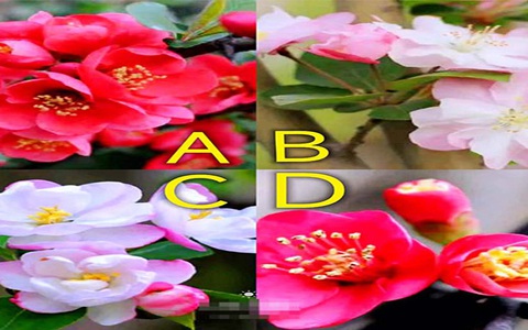 Quiz: Vận may của bạn sắp tới ra sao