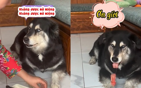 Chú chó lém lỉnh giấu xúc xích để ăn vụng