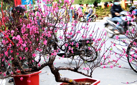 Cuối năm hoa đào nở