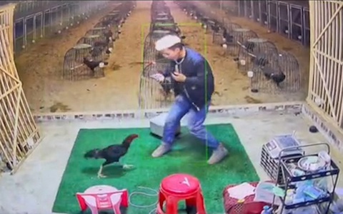 Hai thanh niên bị gà chọi rượt chạy té khói
