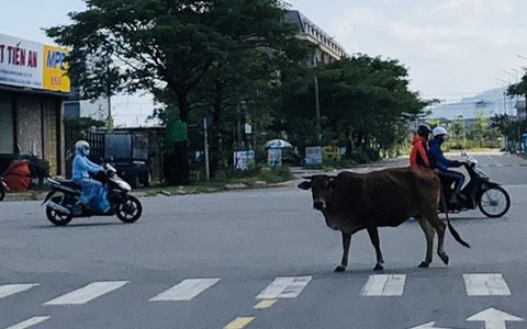 Những 'cánh đồng' cỏ nuôi trâu, bò trong khu đô thị