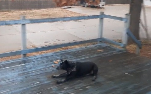 Chú chó bay vọt qua hàng rào vì sàn gỗ trơn trượt