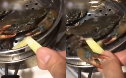 Chàng trai khóc thét vì được cua biển 'bắt tay cảm ơn' khi bón thức ăn