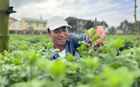 Tin tức sáng 5-1: Phạt 2 đại gia bất động sản thông tin sai lệch; Hoa cúc Nghĩa Hiệp chưa nở đã hết