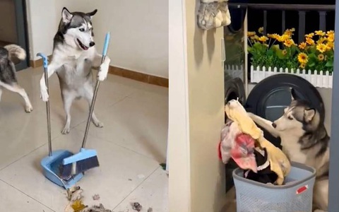Husky phụ sen quét dọn nhà, giặt quần áo
