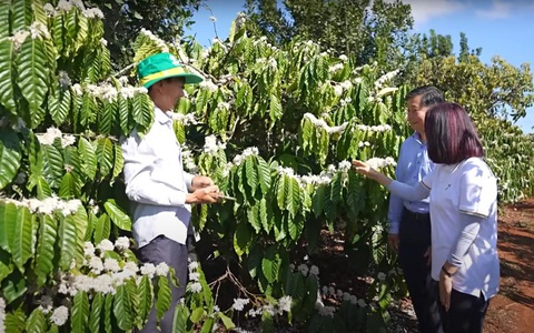 Bí quyết tạo nên những mùa vàng bền vững của bà con Tây Nguyên