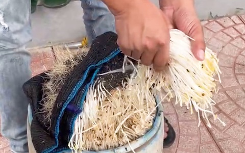 Khởi tố 2 chủ cơ sở dùng hóa chất kích thích tăng trưởng để trồng giá đỗ
