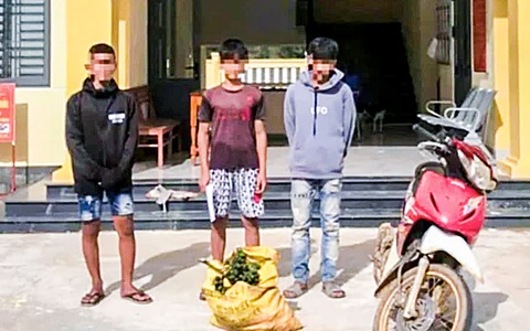 Cau tăng giá kỷ lục, trộm cau hoành hành khắp nơi