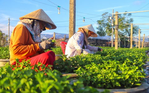 Làng hoa lớn nhất Đà Nẵng chong đèn xuyên đêm bước vào vụ hoa Tết