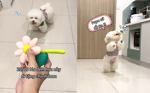 Hai chú chó 'vượt ngàn chông gai' để tặng quà 20-10 cho cô chủ