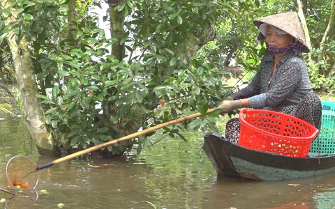 Góc nhìn trưa nay | Về miền Tây nhớ trái cà na mùa nước nổi