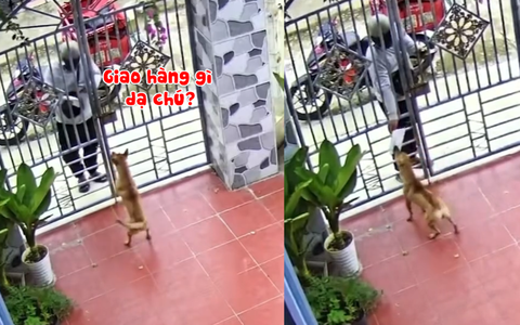 Chú chó biết nhận hàng shipper giúp cô chủ