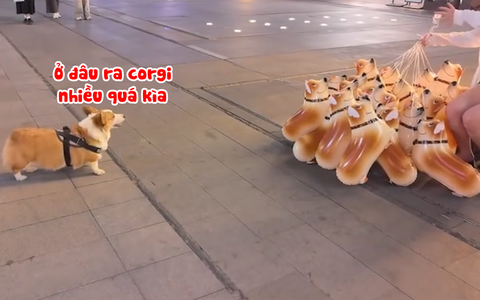 Phản ứng hài hước của corgi khi thấy chó bong bóng