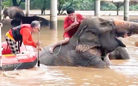 Sơ tán nhiều con voi bị mù trong trận lụt chưa từng có ở Thái Lan
